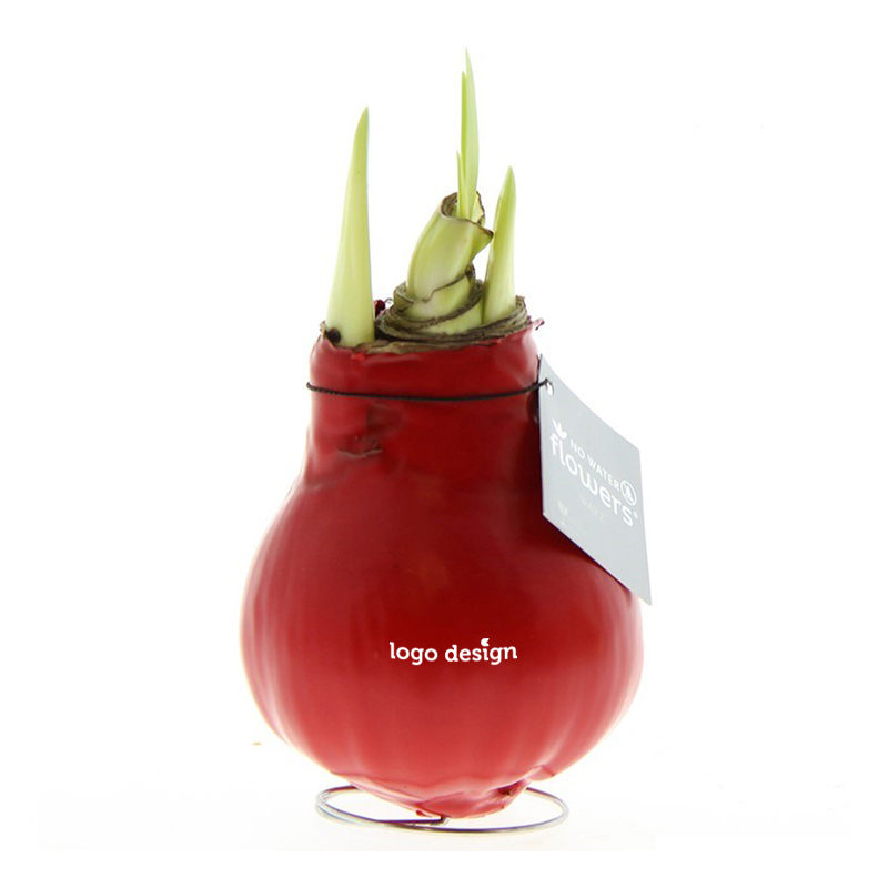 Amaryllis bulb in gift box